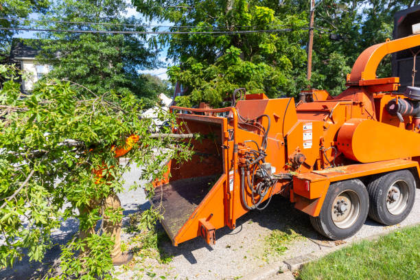 Best Stump Grinding Near Me  in Agency Village, SD